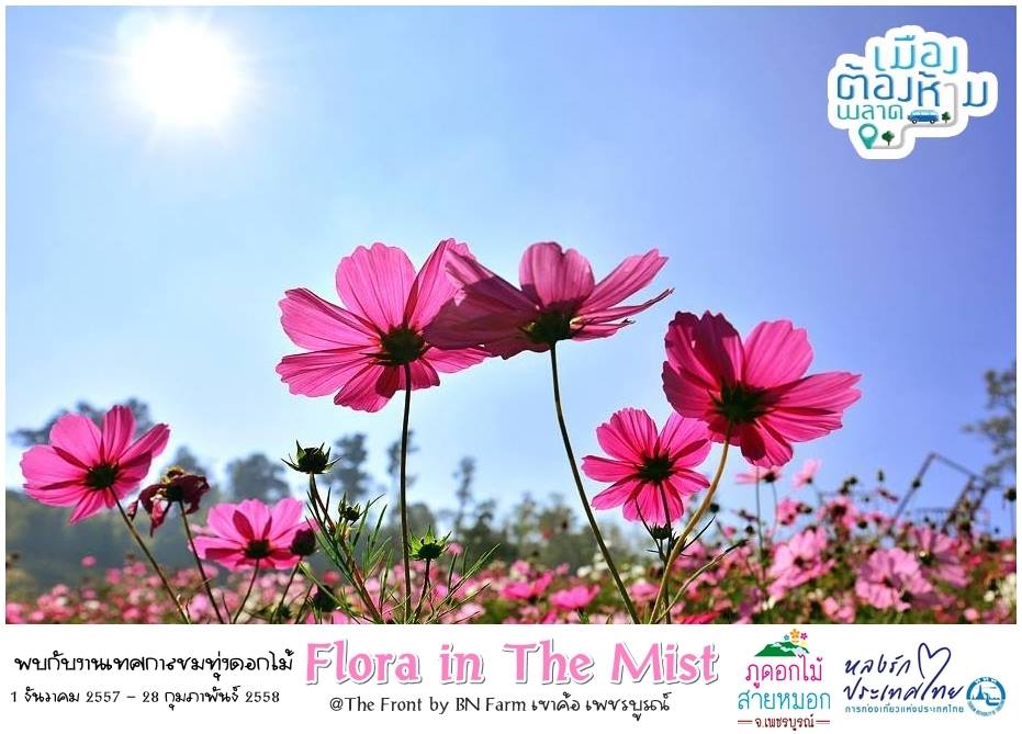 Flora In The Mist phetchabun BN